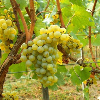 Resa del moscato, anche Coldiretti respinge il taglio a ottanta quintali