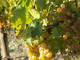 Consorzio Asti DOCG: proposta rese a 85 quintali per ettaro per la prossima vendemmia Consorzio Asti DOCG: proposta rese a 85 quintali per ettaro per la prossima vendemmia