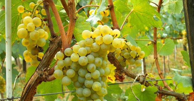 Resa del moscato, anche Coldiretti respinge il taglio a ottanta quintali Resa del moscato, anche Coldiretti respinge il taglio a ottanta quintali