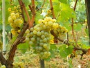 Coldiretti Piemonte: "Moscato Docg: no allargamento dei confini”