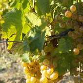 Consorzio Asti DOCG: proposta rese a 85 quintali per ettaro per la prossima vendemmia