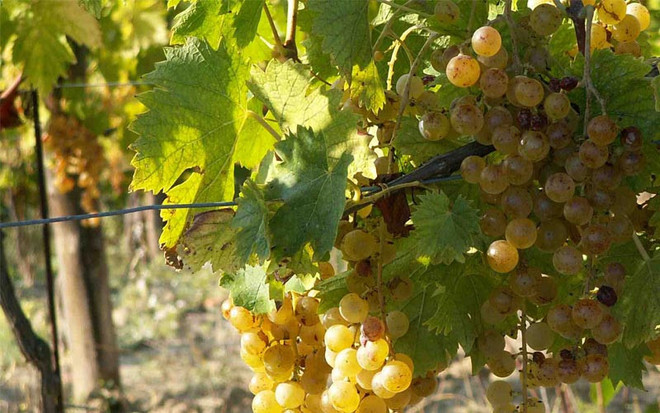 Consorzio Asti DOCG: proposta rese a 85 quintali per ettaro per la prossima vendemmia Consorzio Asti DOCG: proposta rese a 85 quintali per ettaro per la prossima vendemmia