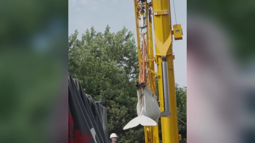 Quattro beluga cambiano 'casa', il viaggio in camion e aereo dei cetacei bianchi