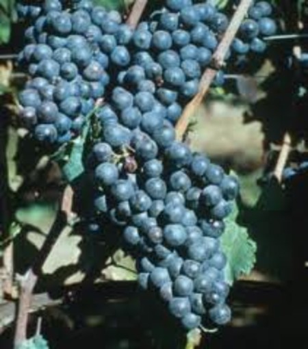 Coldiretti chiede un intervento urgente della Regione Piemonte per salvare il settore vitivinicolo