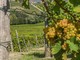 Cambia il mondo del vino, la visione di Coldiretti Asti: serve un ripensamento collettivo