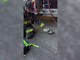 Un piccione con la maschera per l'ossigeno, il soccorso dei Vigili del Fuoco