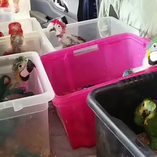 Oltre 70 pappagalli e 300 tartarughe stipati in un'auto, maxi sequestro in Sicilia Oltre 70 pappagalli e 300 tartarughe stipati in un'auto, maxi sequestro in Sicilia