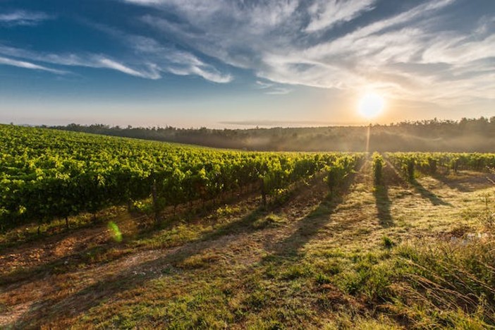 Export distretti piemontesi: Asti brilla nel vino, 2024 da record regionale