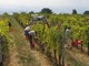 Vino, in Piemonte è crisi totale: le associazioni chiedono interventi urgenti