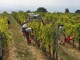 Persone al lavoro in vigna