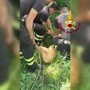 Capriolo cade in un canale a Udine, il salvataggio dei vigili del fuoco Capriolo cade in un canale a Udine, il salvataggio dei vigili del fuoco