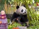 Compleanno per le gemelle panda allo zoo di Berlino, festa con torta ghiacciata di frutta Compleanno per le gemelle panda allo zoo di Berlino, festa con torta ghiacciata di frutta