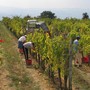 Vino, in Piemonte è crisi totale: le associazioni chiedono interventi urgenti