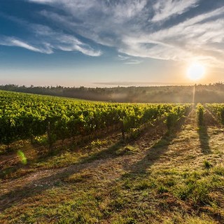 Export distretti piemontesi: Asti brilla nel vino, 2024 da record regionale