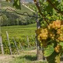 La mappa del vino, i vigneti piemontesi sono 1,6 °C più caldi rispetto alla Rioja La mappa del vino, i vigneti piemontesi sono 1,6 °C più caldi rispetto alla Rioja