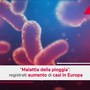 Malattia della pioggia, aumento dei casi in Europa Malattia della pioggia, aumento dei casi in Europa