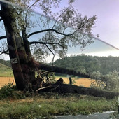 Albero in viale don Bianco