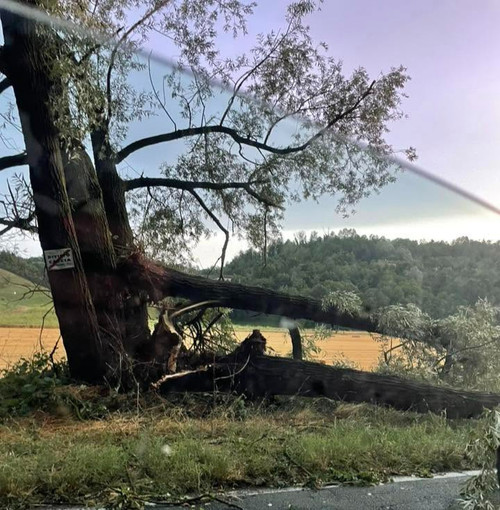 Albero in viale don Bianco