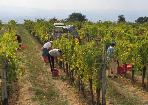Vino, in Piemonte è crisi totale: le associazioni chiedono interventi urgenti