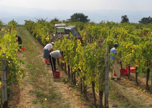 Persone al lavoro in vigna