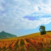 Fondi Ue, il Piemonte fa il pieno: recuperati 42 milioni per lo sviluppo rurale e altri 19 per il mondo vinicolo Fondi Ue, il Piemonte fa il pieno: recuperati 42 milioni per lo sviluppo rurale e altri 19 per il mondo vinicolo