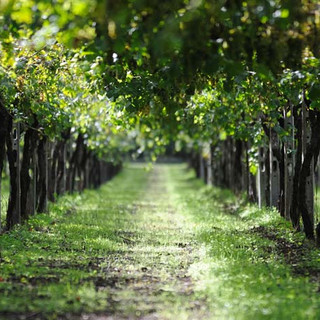 Il futuro del vino passa per la genetica: al Mercato Contadino si studia l'evoluzione di Nebbiolo, Barbera e Moscato