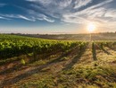 Export distretti piemontesi: Asti brilla nel vino, 2024 da record regionale