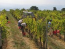 Vino, in Piemonte è crisi totale: le associazioni chiedono interventi urgenti Vino, in Piemonte è crisi totale: le associazioni chiedono interventi urgenti