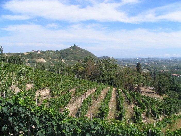 Resa del moscato, Coldiretti Asti frena i trionfalismi dopo la mediazione Resa del moscato, Coldiretti Asti frena i trionfalismi dopo la mediazione