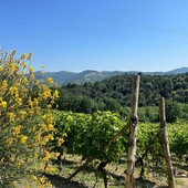 La Vigna magica di Vesime rivive grazie ai giovani artisti del liceo artistico di Acqui Terme