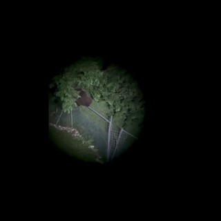 L'orso climber scavalca un'alta rete, il video di M123 avvistato nel Vicentino