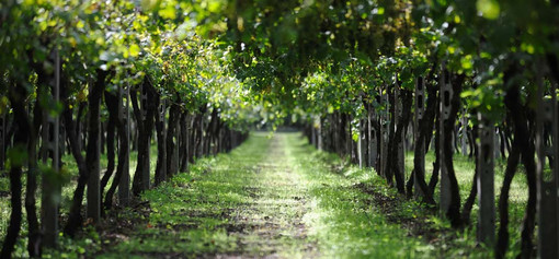 Il futuro del vino passa per la genetica: al Mercato Contadino si studia l'evoluzione di Nebbiolo, Barbera e Moscato