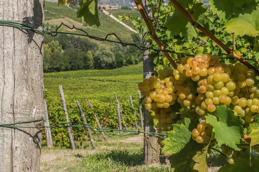 La mappa del vino, i vigneti piemontesi sono 1,6 °C più caldi rispetto alla Rioja La mappa del vino, i vigneti piemontesi sono 1,6 °C più caldi rispetto alla Rioja