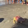 Il ritorno in mare della Caretta caretta Fortuna, un mese fa era stata soccorsa a Maccarese
