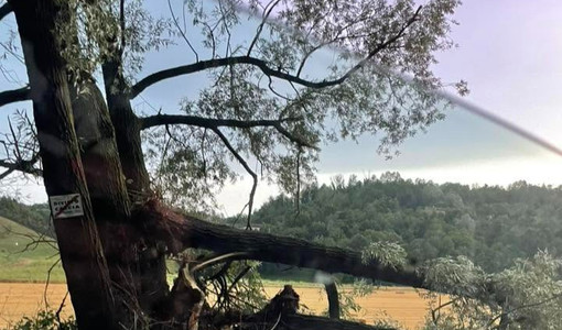 Albero in viale don Bianco