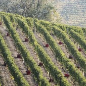 Dai caporali minacce al direttore Caritas, Cgil prende posizione: "Sfruttamento lavorativo ad Alba? E’ tutto alla luce del sole e ben visibile"