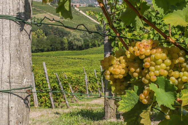 La mappa del vino, i vigneti piemontesi sono 1,6 °C più caldi rispetto alla Rioja La mappa del vino, i vigneti piemontesi sono 1,6 °C più caldi rispetto alla Rioja