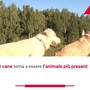 Un italiano su tre vive con un animale da compagnia
