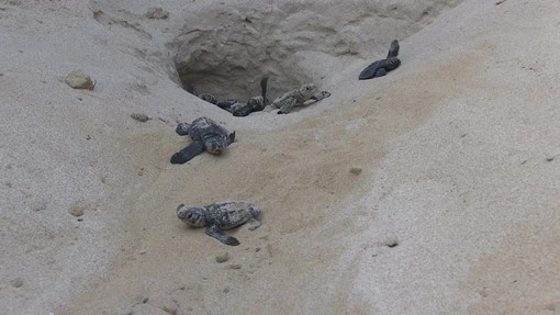 Wwf a difesa delle tartarughe marine, in Sicilia primato di deposizioni Wwf a difesa delle tartarughe marine, in Sicilia primato di deposizioni