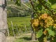 Bollicine e mercati esteri, il futuro del vino Astigiano riparte dalla qualità