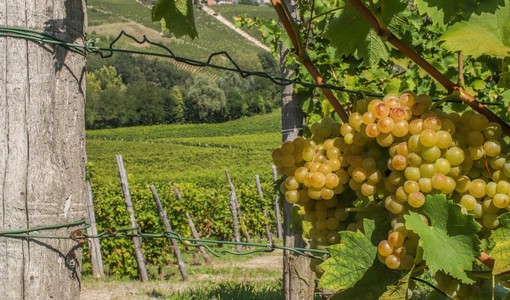Cambia il mondo del vino, la visione di Coldiretti Asti: serve un ripensamento collettivo