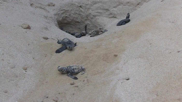 Wwf a difesa delle tartarughe marine, in Sicilia primato di deposizioni Wwf a difesa delle tartarughe marine, in Sicilia primato di deposizioni
