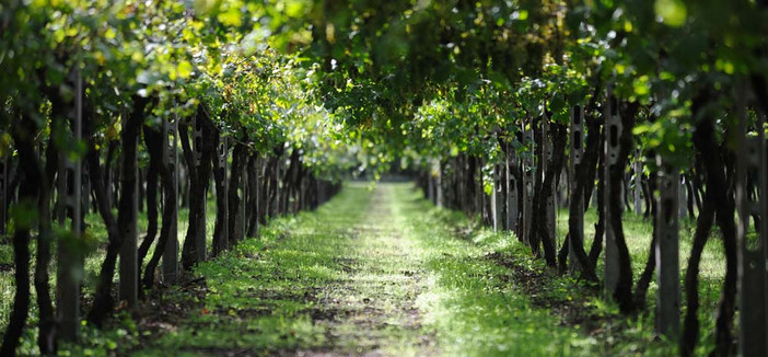 Il futuro del vino passa per la genetica: al Mercato Contadino si studia l'evoluzione di Nebbiolo, Barbera e Moscato Il futuro del vino passa per la genetica: al Mercato Contadino si studia l'evoluzione di Nebbiolo, Barbera e Moscato