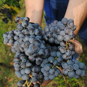 Langhe e Roero: vendemmia in anticipo, ma la qualità delle uve è ottima Langhe e Roero: vendemmia in anticipo, ma la qualità delle uve è ottima