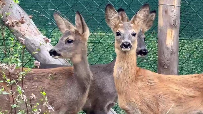 Belluno, liberati tre cuccioli di capriolo diventati fratelli dopo le cure