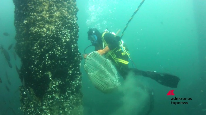Marina di Ravenna, torna la Festa della Cozza Selvaggia tra mare, biodiversità e tradizioni Marina di Ravenna, torna la Festa della Cozza Selvaggia tra mare, biodiversità e tradizioni