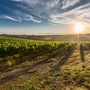 Export distretti piemontesi: Asti brilla nel vino, 2024 da record regionale