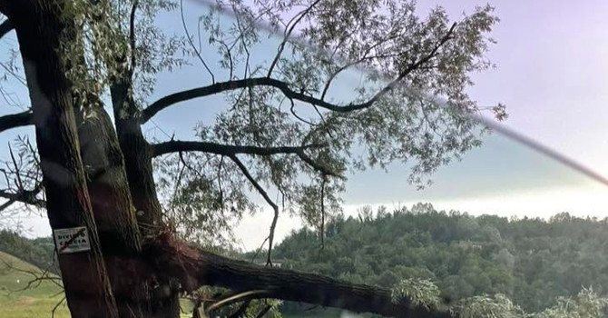 Albero in viale don Bianco