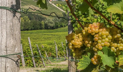 La mappa del vino, i vigneti piemontesi sono 1,6 °C più caldi rispetto alla Rioja La mappa del vino, i vigneti piemontesi sono 1,6 °C più caldi rispetto alla Rioja