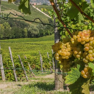 La mappa del vino, i vigneti piemontesi sono 1,6 °C più caldi rispetto alla Rioja